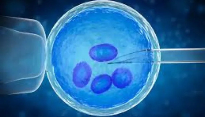 Frozen Eggs Guarantee a Successful Pregnancy